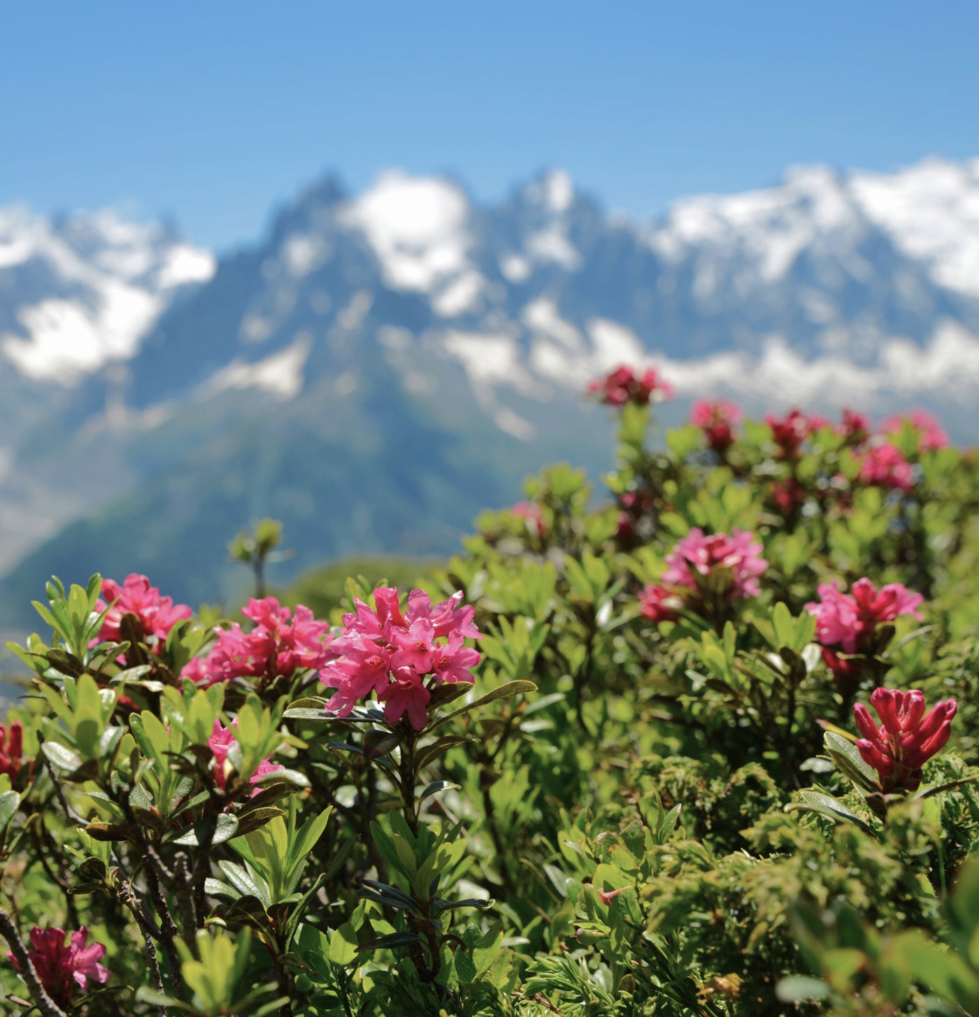 Alpenrose